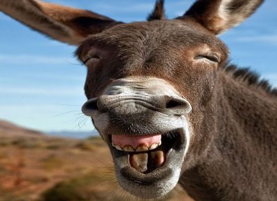 सिंहकाे भाेजन गधा