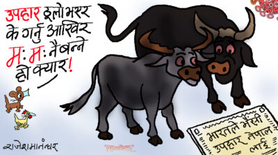 भारतले दियो भैँसी उपहार ! युवा गोठाला खाडी मुलुक ! कसले काट्ने घाँस  ?