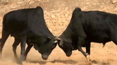 हे गोरुहरू हो !