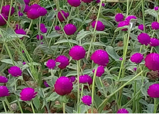 आएछ यहाँ चाड तिहार