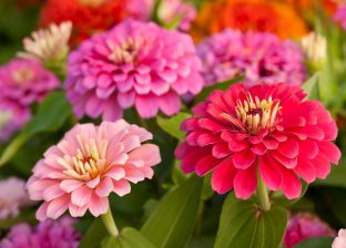 आओस् नयाँ वर्ष