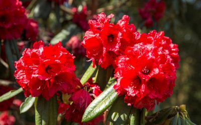 नयाँ वर्षमा