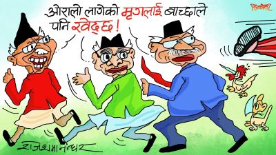 नलाग्नु ओरालो लागेपछि बाच्छाले पनि खेद्ने नै भो !?